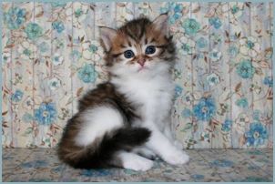 Female Siberian Kitten from Deedlebug Siberians